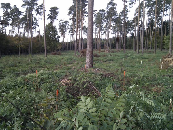 What I learned about meaningful work from Rudi